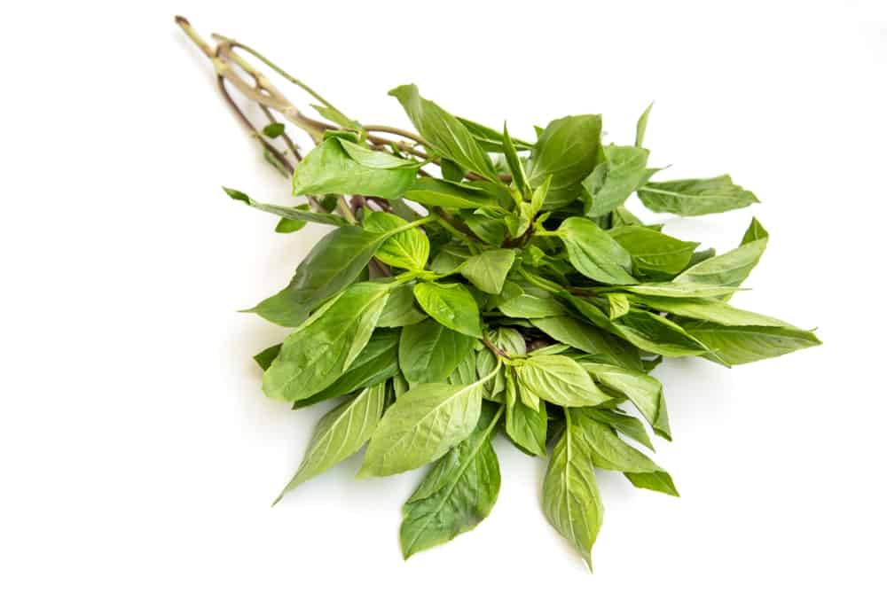 A bunch of Sweet Thai basil leaves and stems.