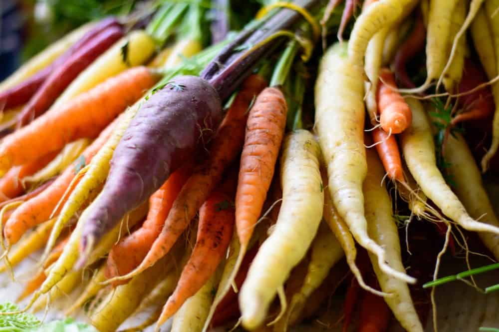 A bunch of different types of carrots freshly harvested.