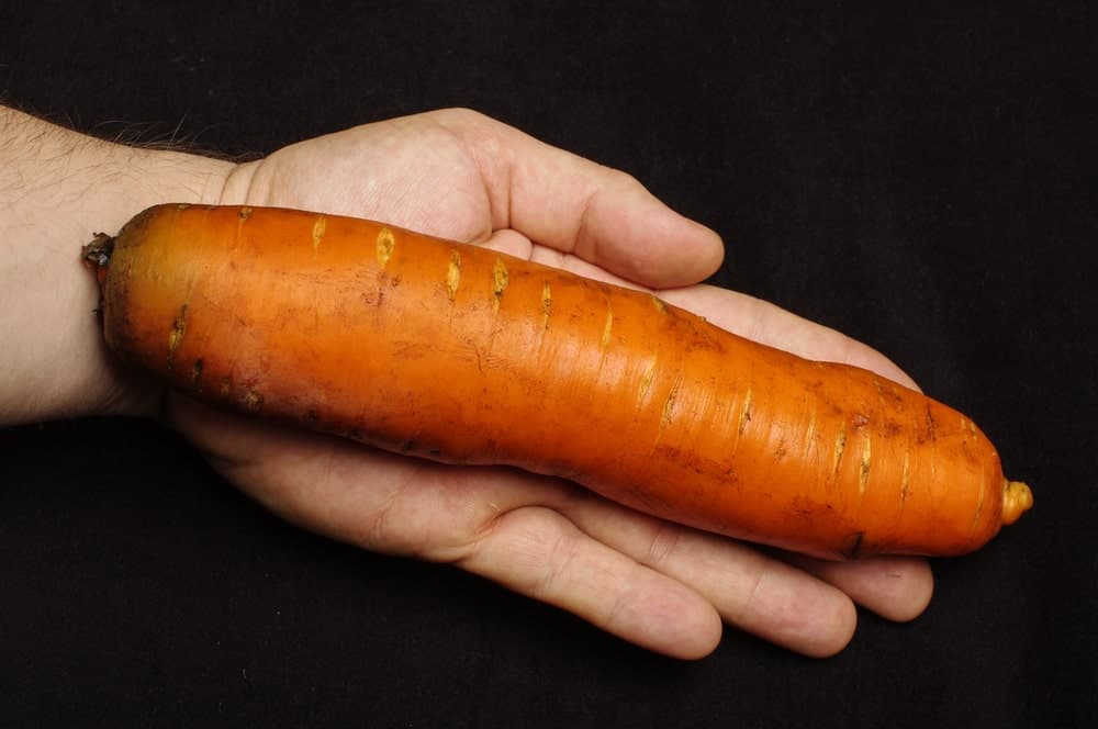 A single large Autumn King Carrot on a palm for size comparison.