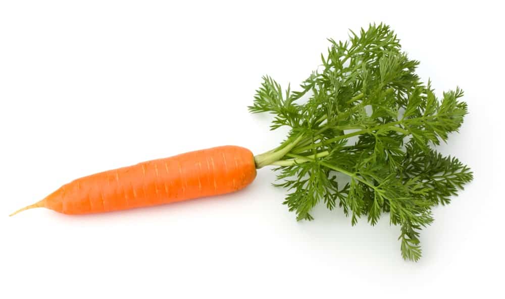 A single Bolero Carrot on a white background.