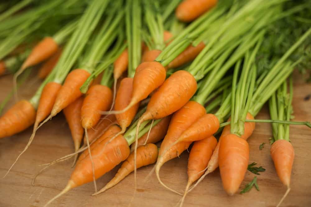 A bunch of small Chantenay Carrots freshly harvested.