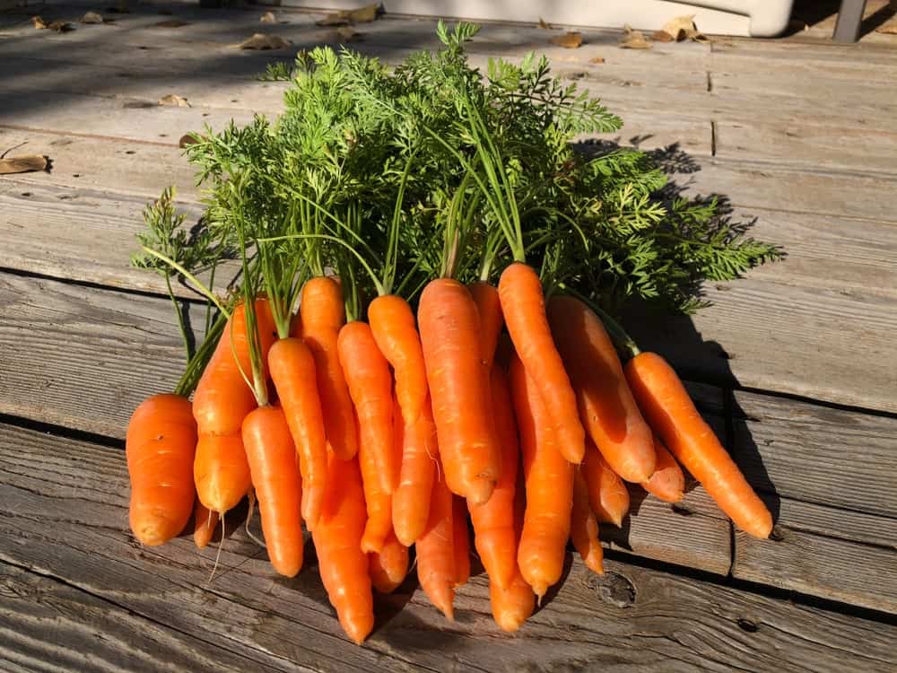 A bunch of healthy and fresh Danvers carrots on a wooden surface.