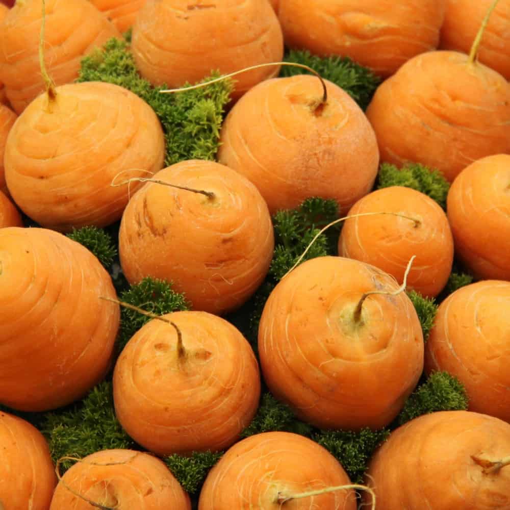 Arranged group of Guerande round carrots.