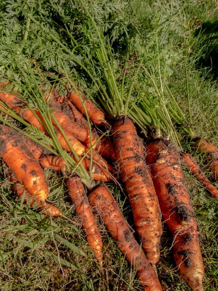 A bunch of freshly harvested Hercules Large carrots with dirt on it still.