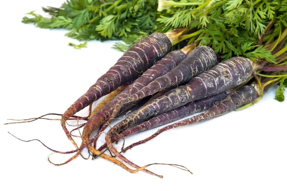 A beautiful harvest of Merida Carrots on a white background.