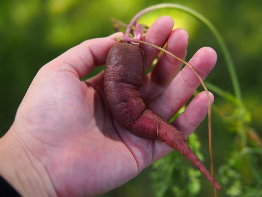 A single freshly harvested Purple Dragon Carrot.