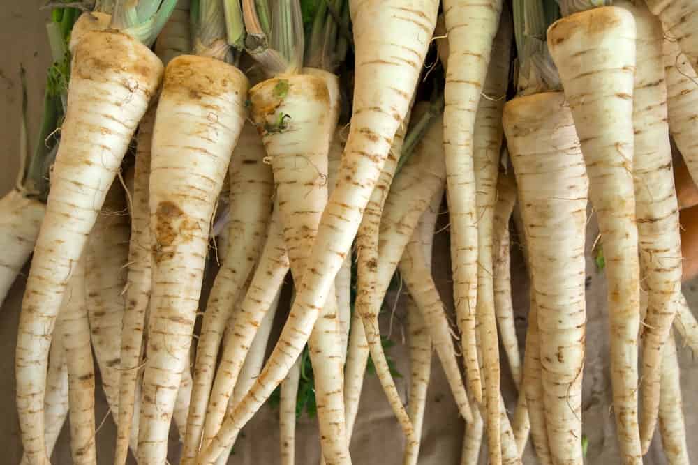 A bunch of beautiful white St. Valery Carrots.