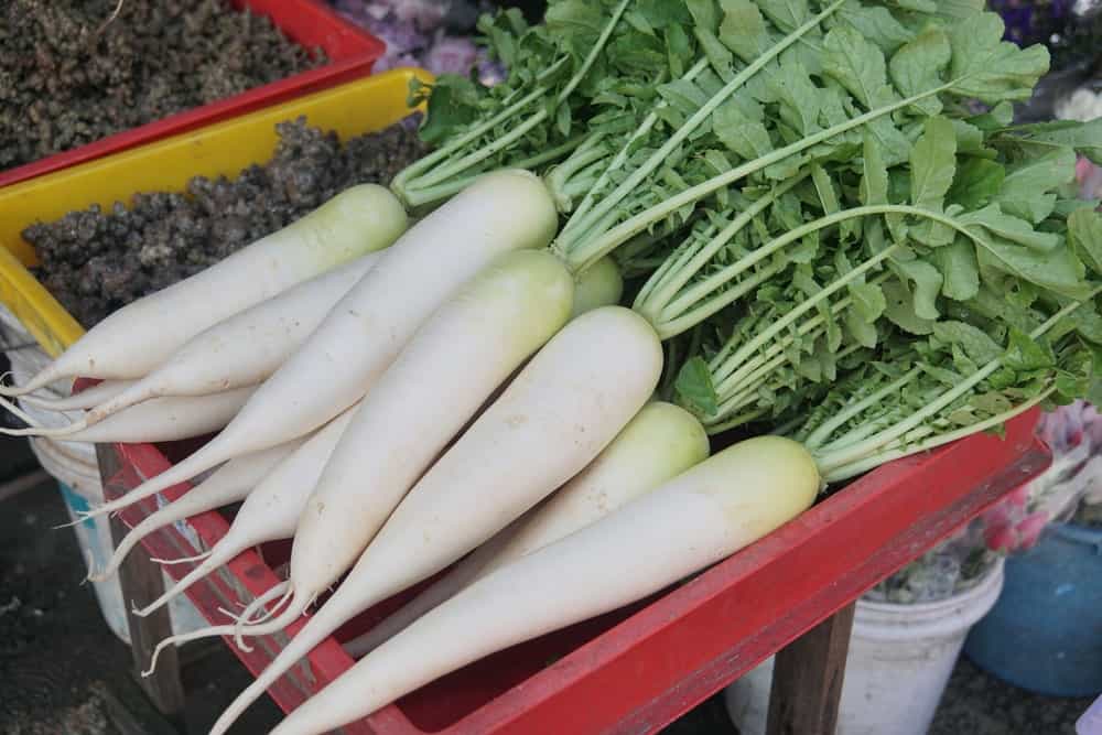 A bunch of healthy and organic White Satin Carrots freshly harvested.