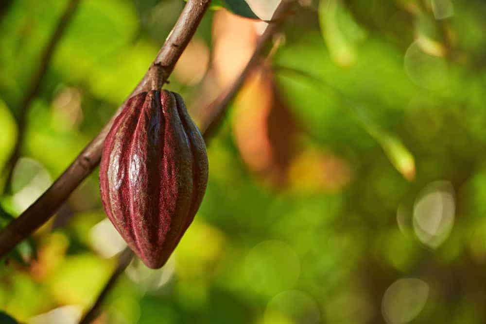 Cacao growing on a tree.