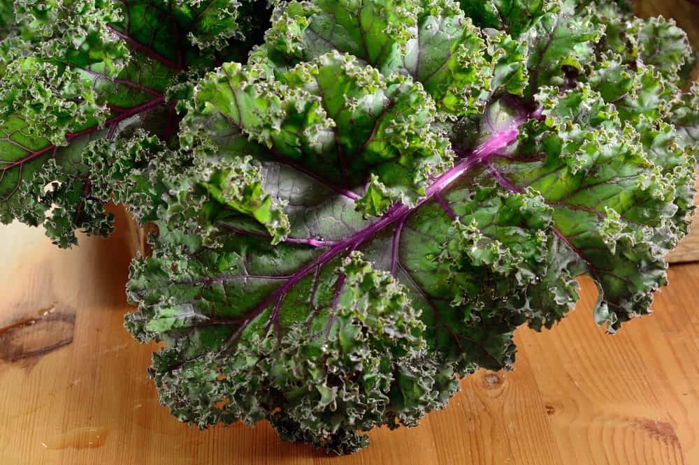 A close look at a bundle of Red Russian Kale.