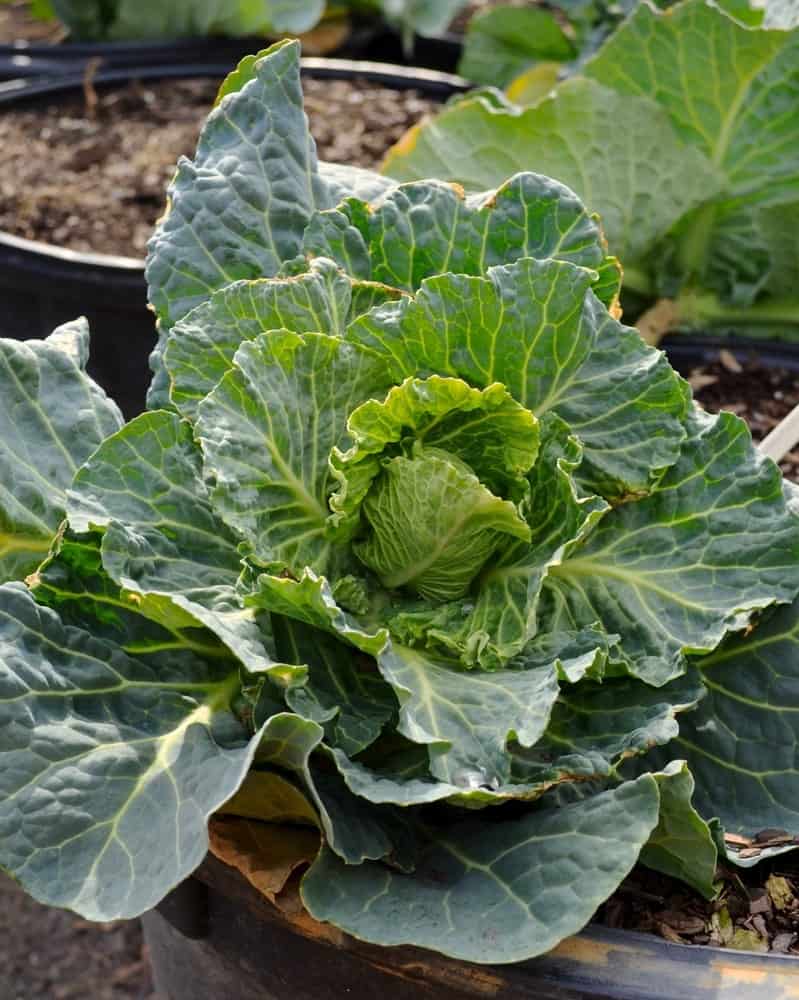 A close look at a bundle of fresh Tronchuda kale.