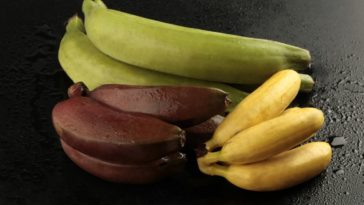 Three varieties of colorful bananas on a dark surface.