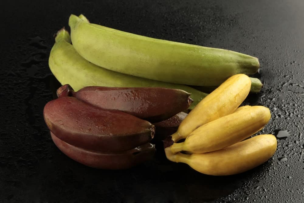 Three varieties of colorful bananas on a dark surface.