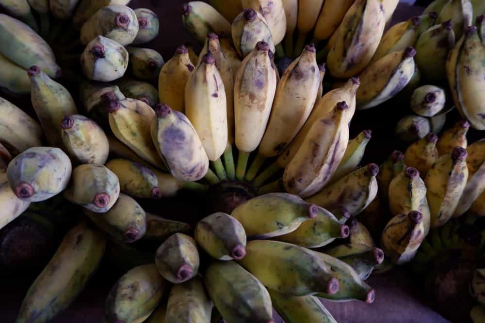 A close look at bundles of Musa acuminata balbisiana or blue bananas.