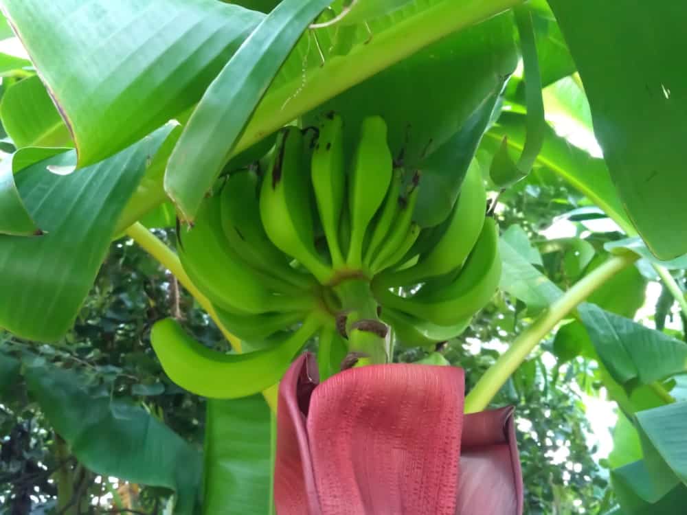 A bundle of unripe green goldfinger bananas growing on a tree.