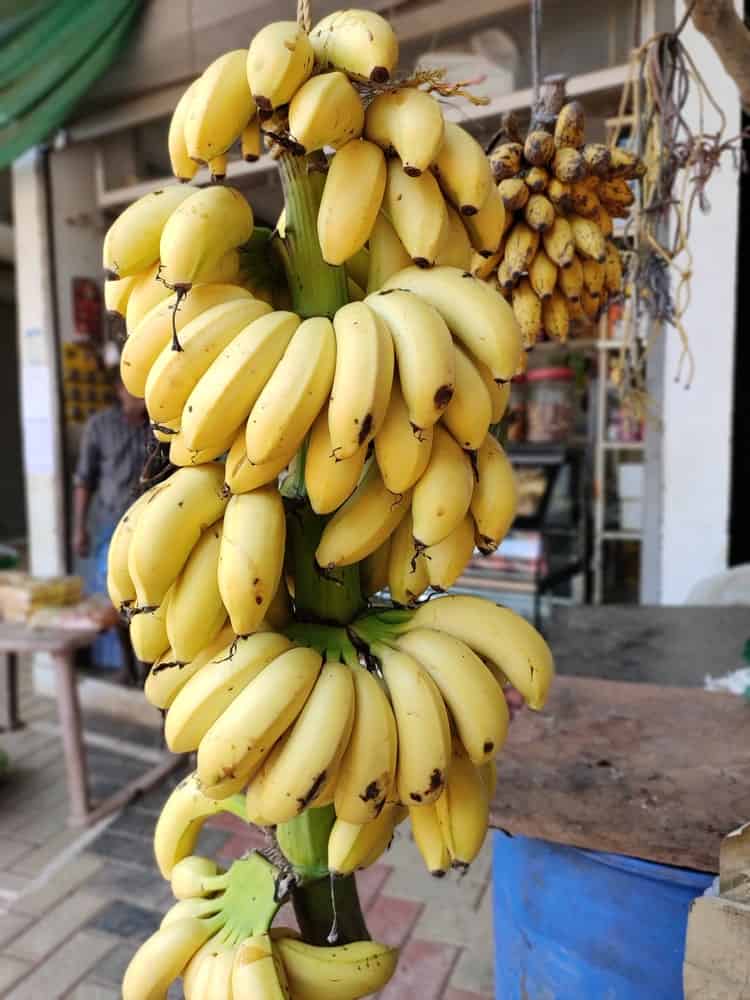 A close look at bundles of mysore bananas on display at the market.