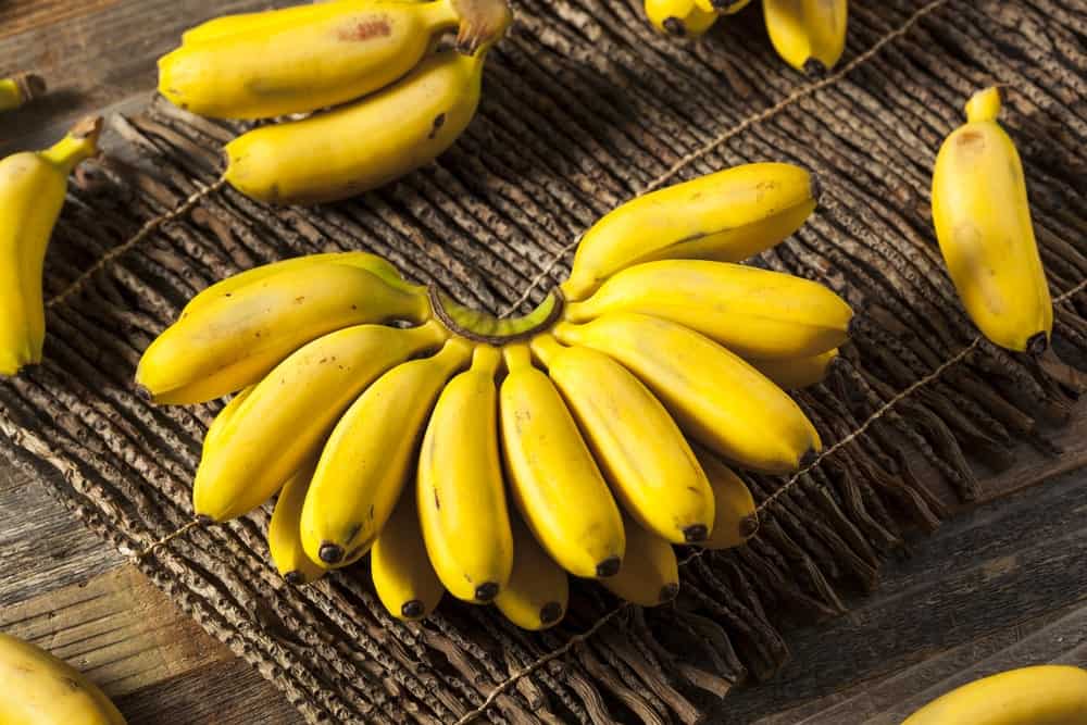 A bundle of baby bananas on a woven wicker mat.