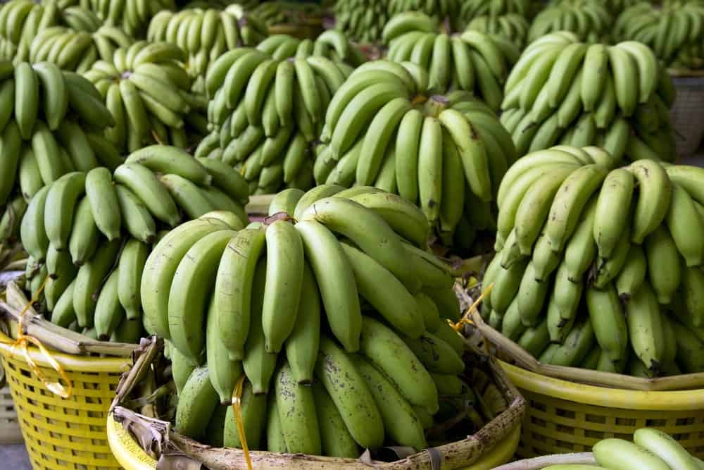 Bundles of Cavendish bananas on display at a market.