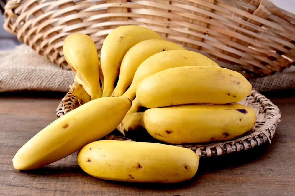 A bundle of dwarf Cavendish bananas on a wicker basket tray.