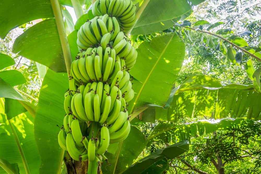 A look at bundles of green giant Cavendish bananas growing from the tree.