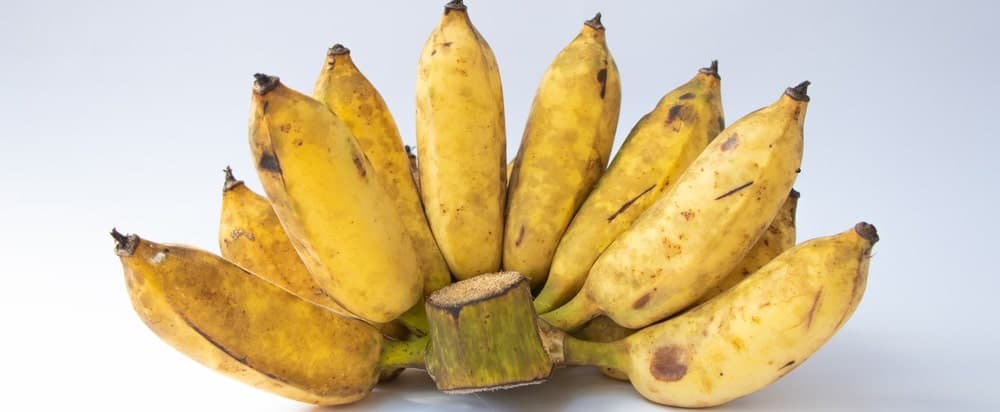 A bundle of ripe Pisang Raja bananas.