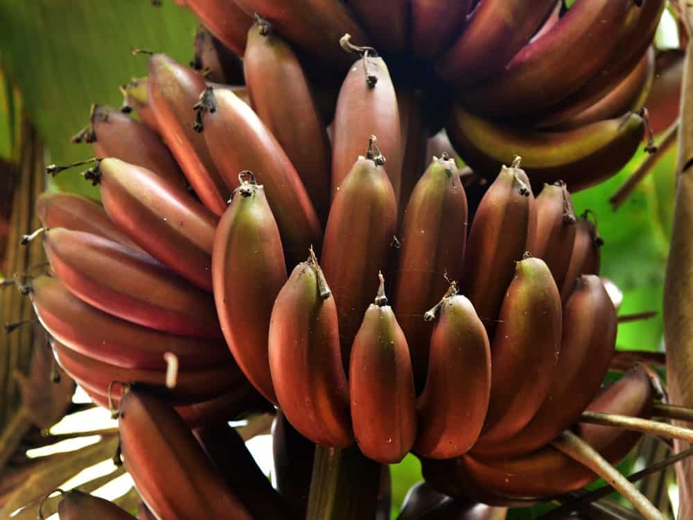 A close look at bundles of ripe red bananas still attached to the tree.