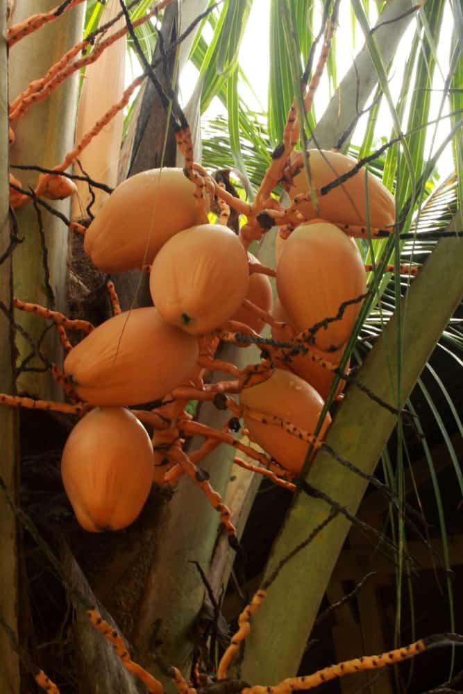 A cluster of dwarf orange coconut.