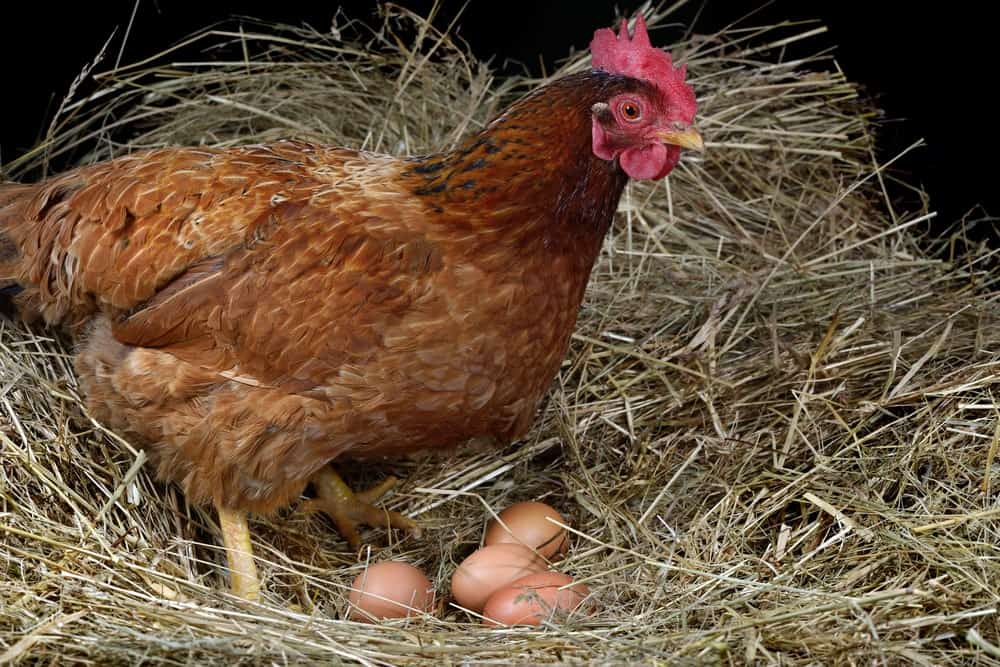 A mother hen and the eggs she laid in the nest.