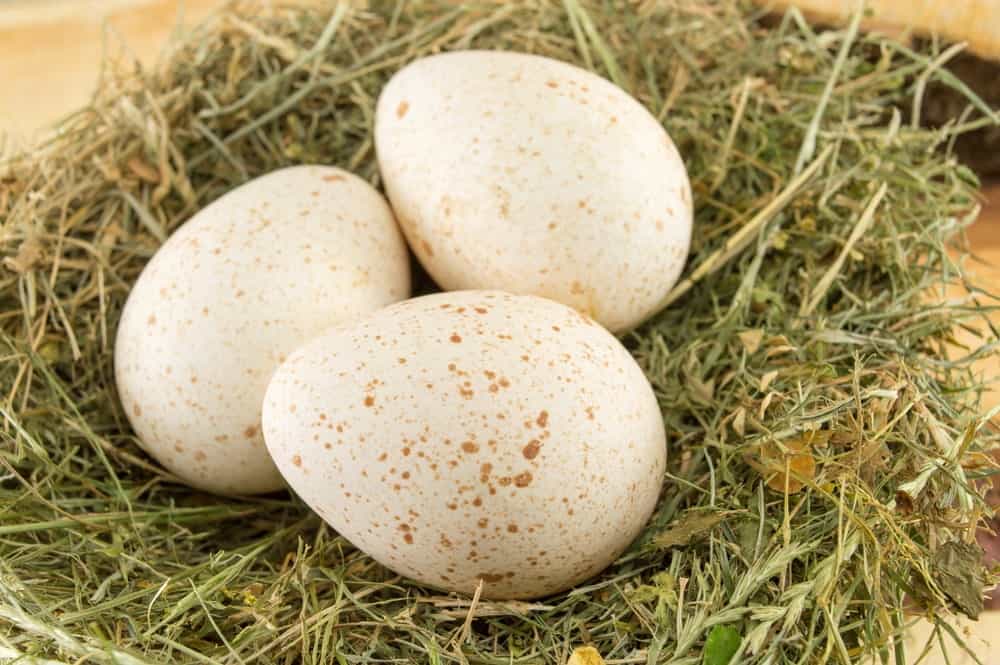 Three pieces of raw turkey eggs on a nest.