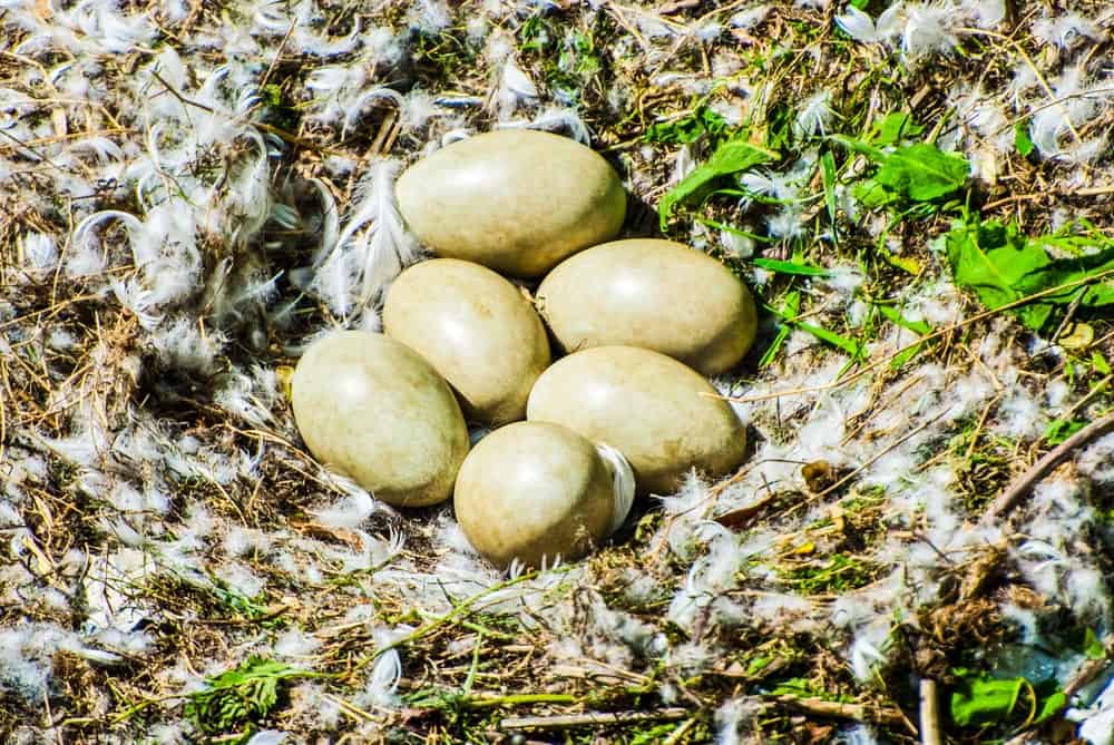 Six pieces of pheasant eggs on a nest.