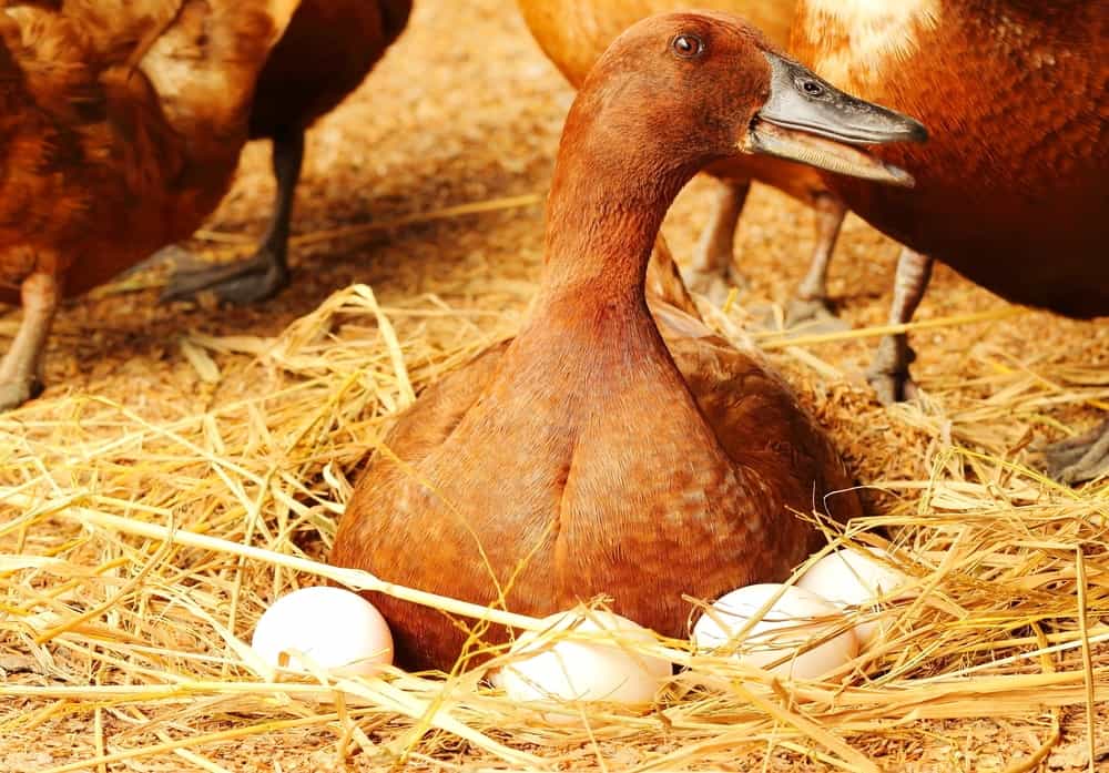 A mother duck with her eggs at a nest.