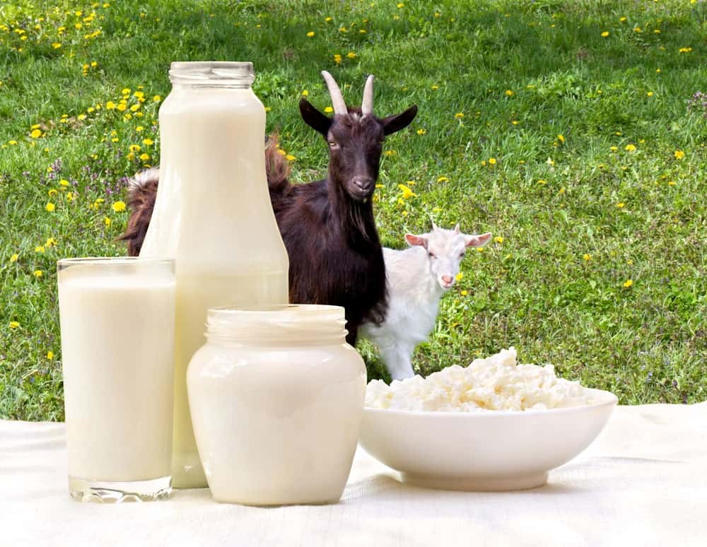 The various dairy products that come from goat milk.