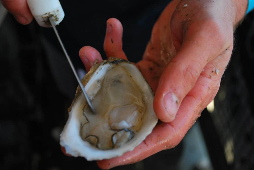A look at a freshly-opened pemaquid oyster.