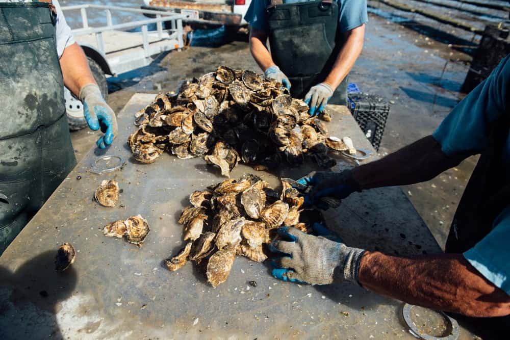 A group of oystermen examining the Wellfleet oysters.