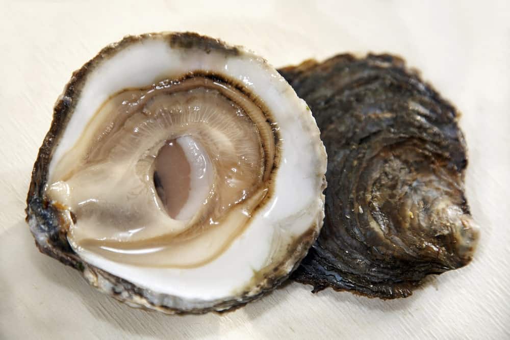 A close look at a couple of Belon oysters.