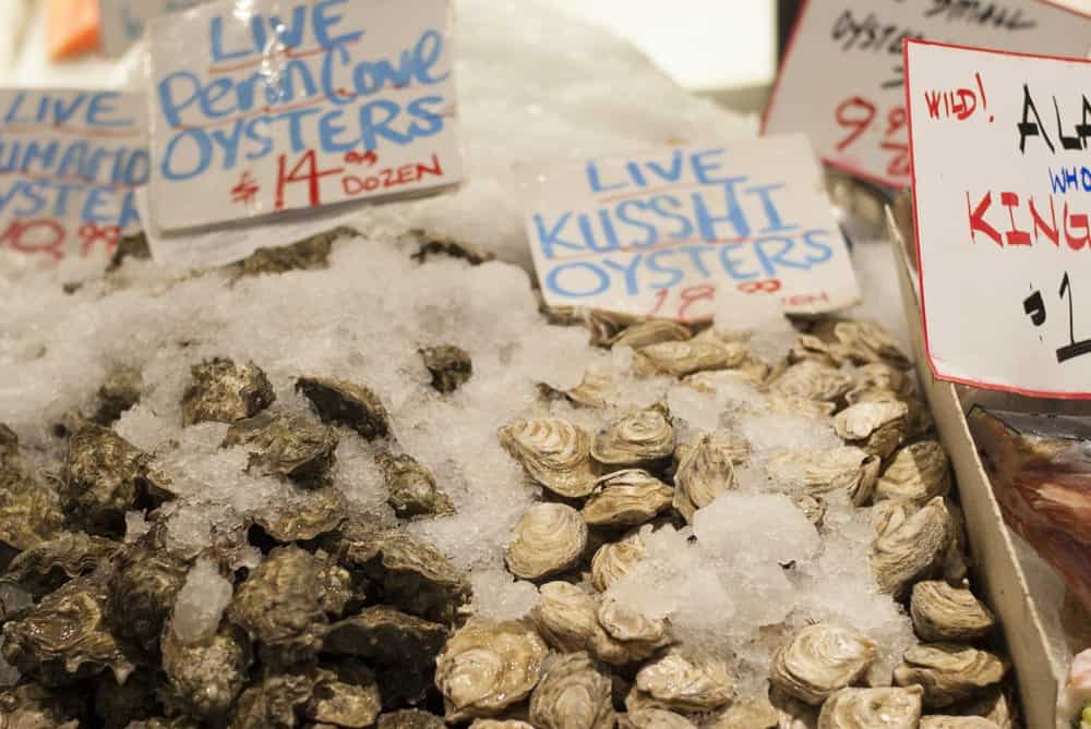 Live Kusshi oysters on display at a market.