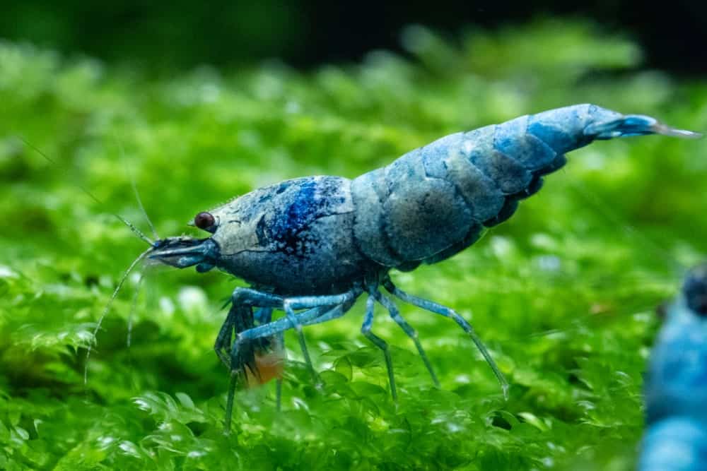 A close look at a blue bolt freshwater shrimp.