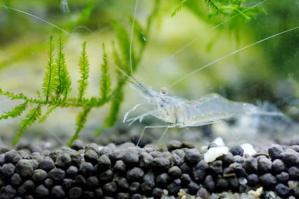 A close look at a ghost shrimp in an aquarium.