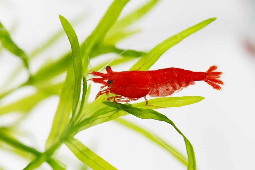 A close look at a red cherry shrimp.