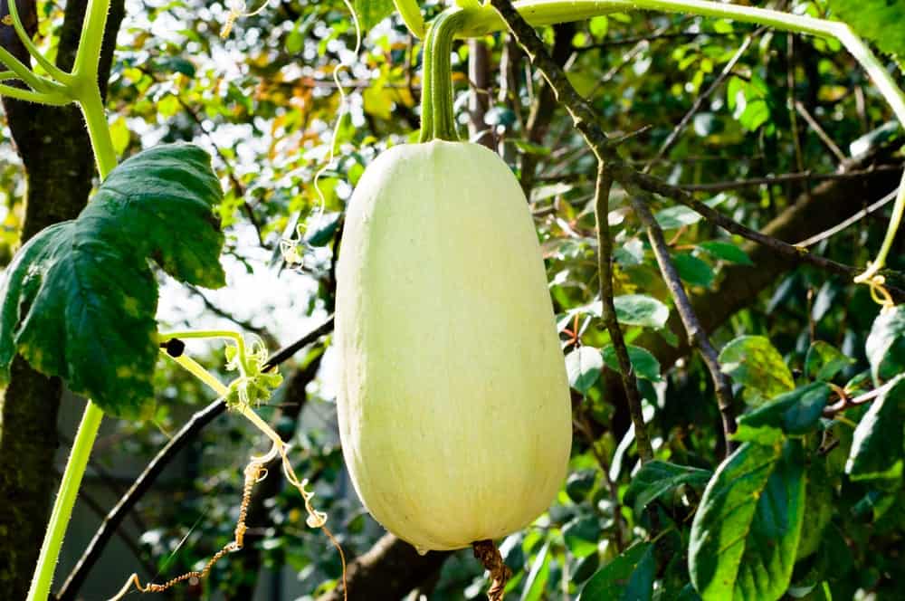 A fresh cousa squash ready to be harvested.