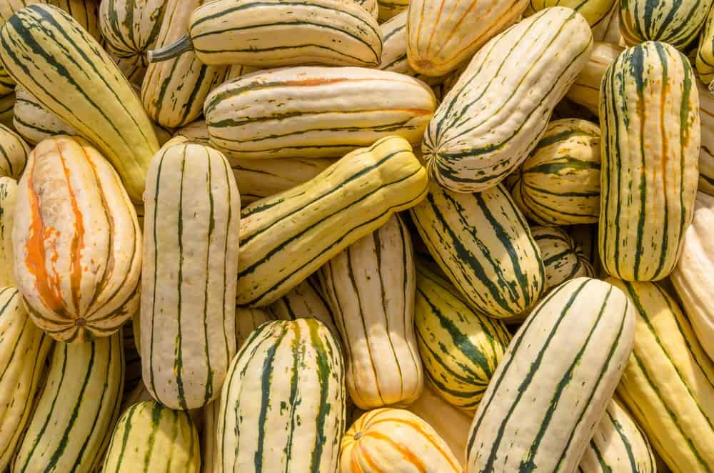 A close look at a bunch of delicata squash on display.