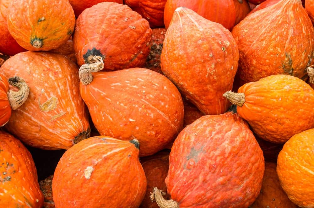 A bunch of bright orange hubbard squash.