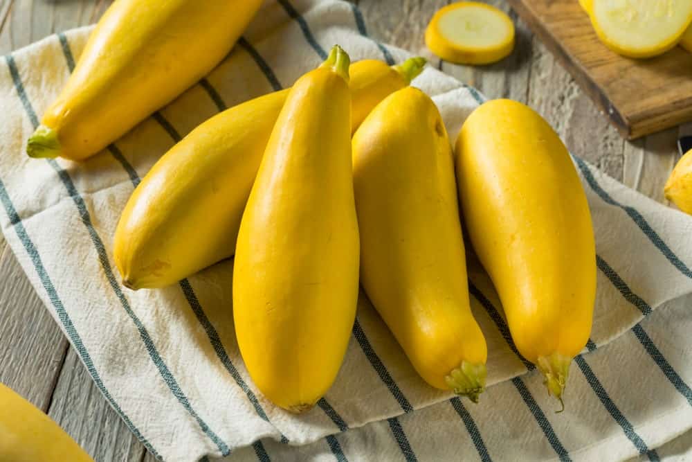 A look at the freshly harvested ripe straight neck squash.