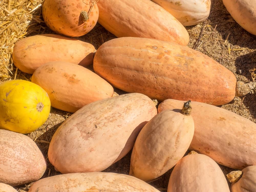 A banana squash on display.