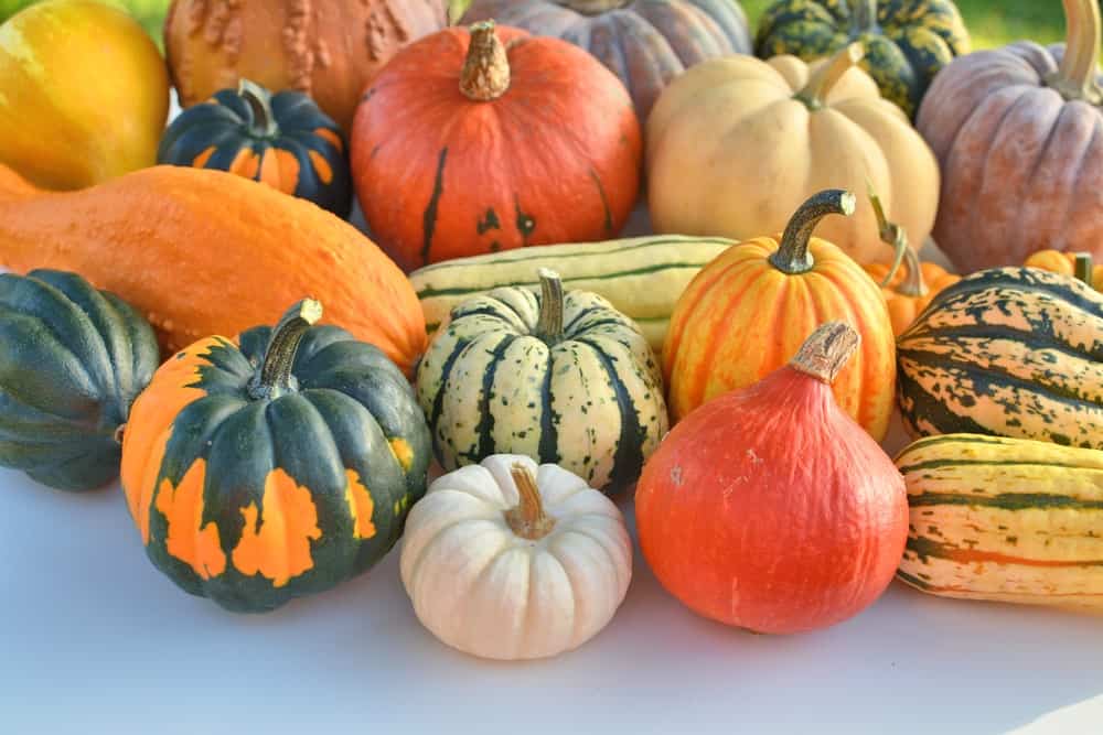 A collection of various winter squash.