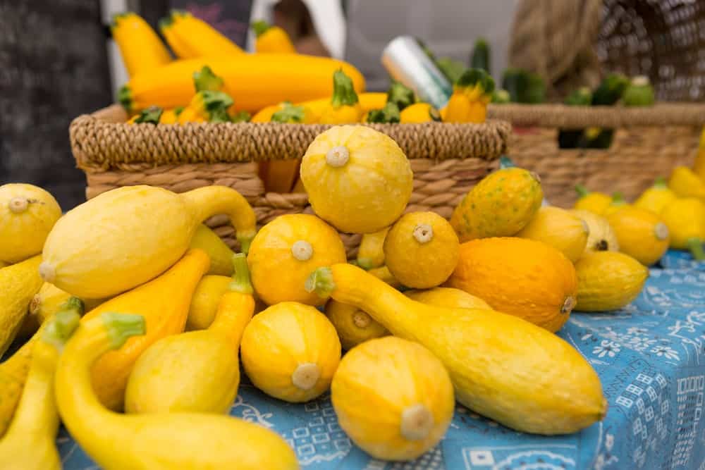 A bunch of freshly-harvested crookneck squash.