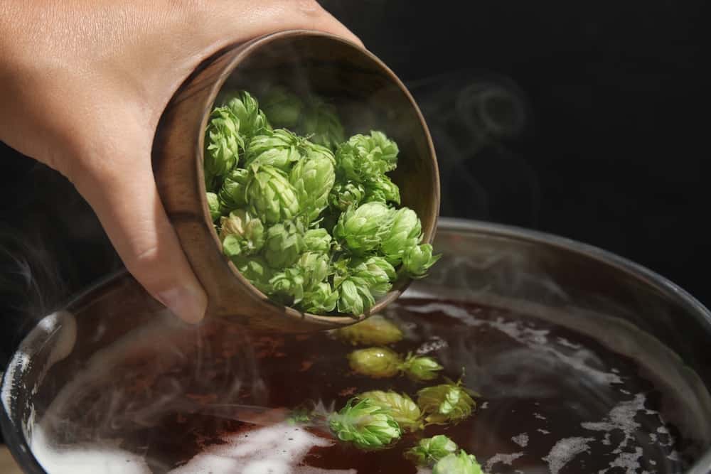 A bunch of fresh green hops being added to the brewing beer.