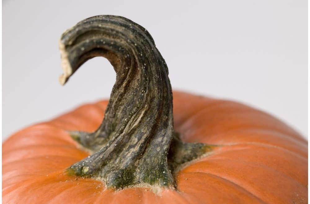 Pumpkin stem