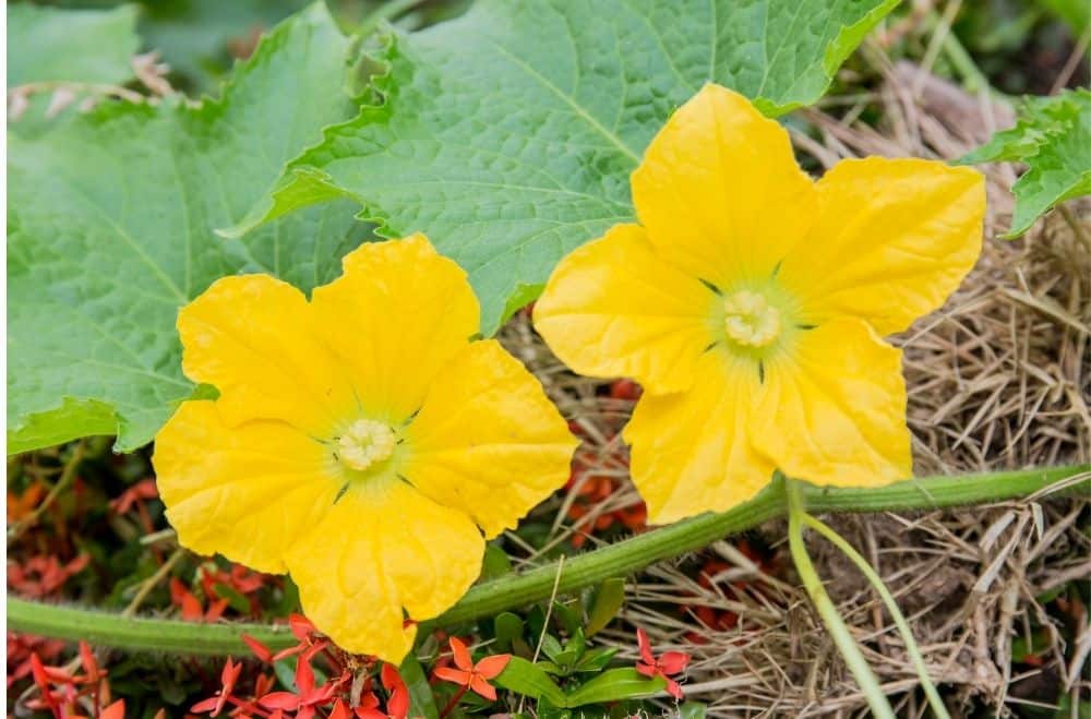 Pumpkin Flowers