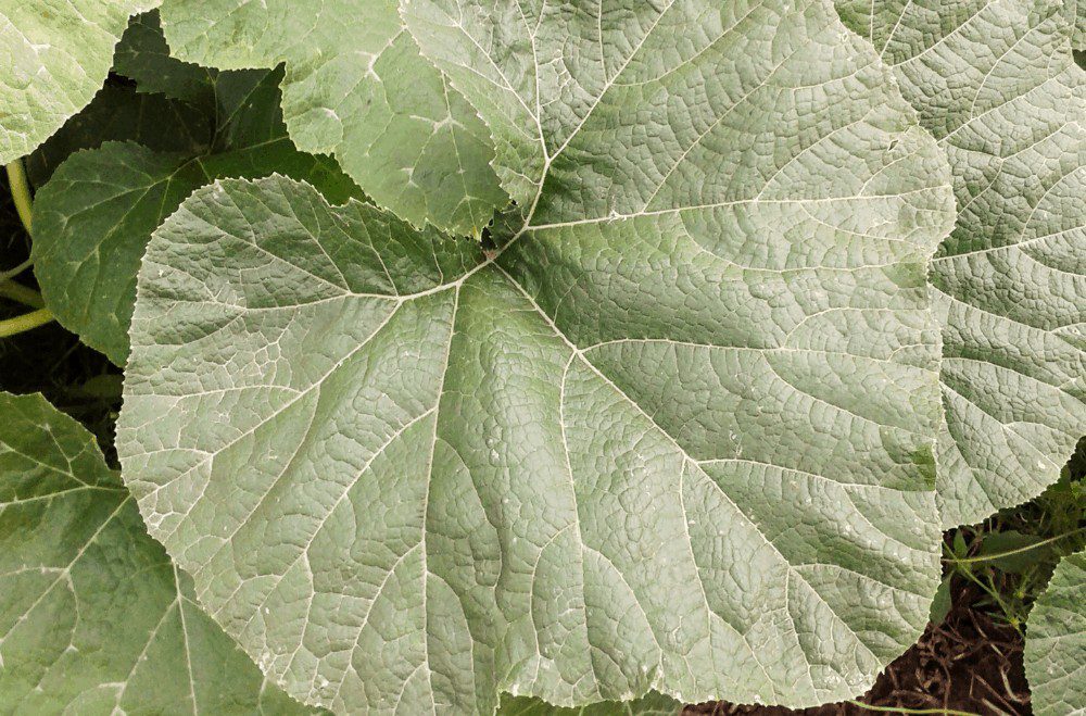 Large green pumpkin leaves